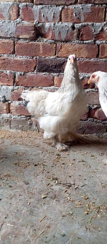 brahama chicks  for sale number 03296909260 1