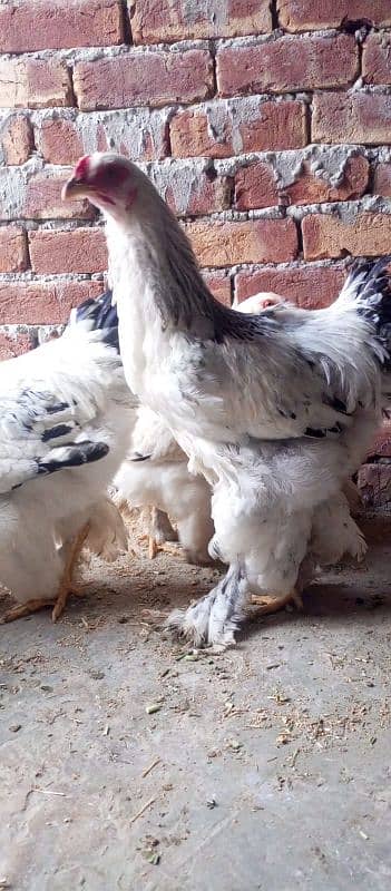 brahama chicks  for sale number 03296909260 2