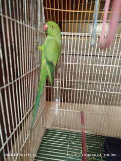 green parrot for sale