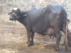 bufallow for sale 0