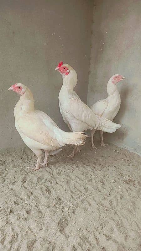 Parrot Face Heera Trio (1 male 2 female) 0