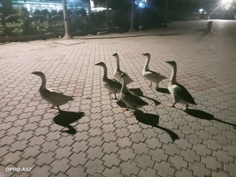 ducks 3