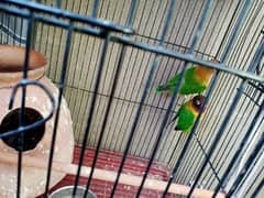 Fisher parrots chicks and breeder pair