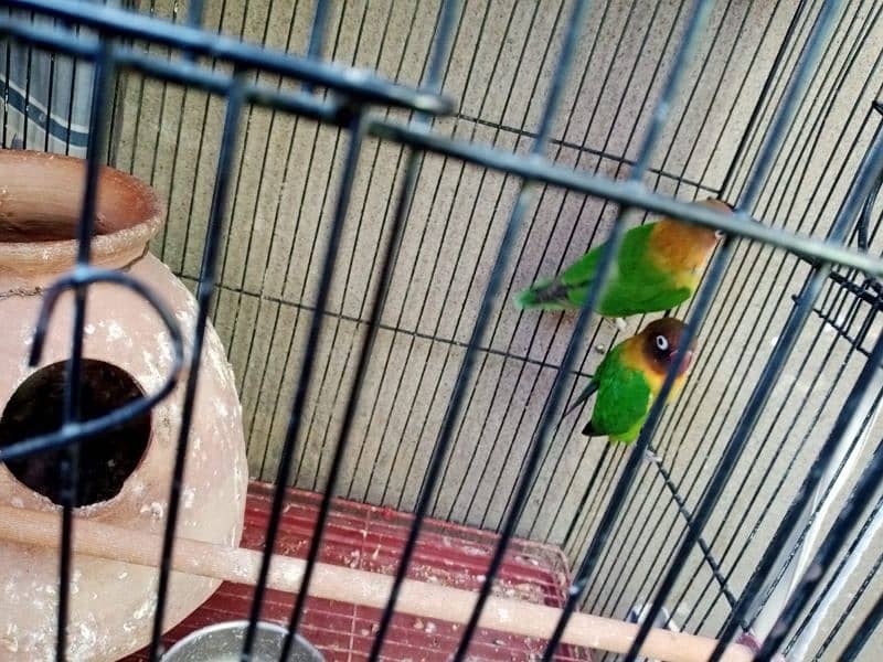 Fisher parrots chicks and breeder pair 0