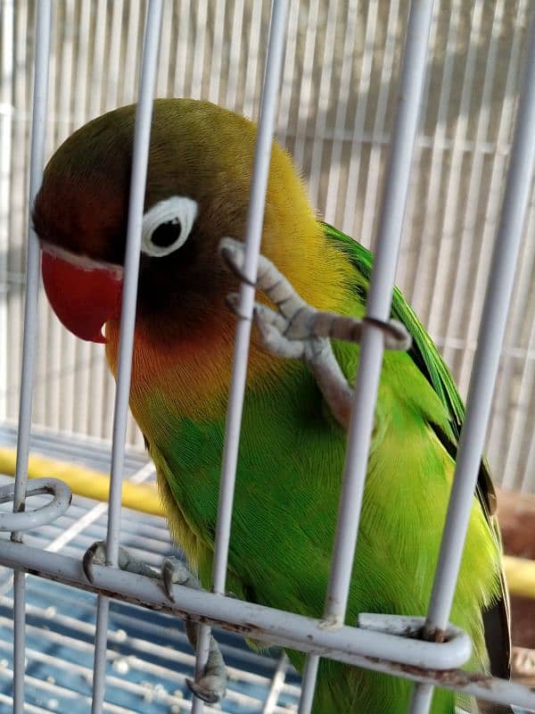 Fisher parrots chicks and breeder pair 1