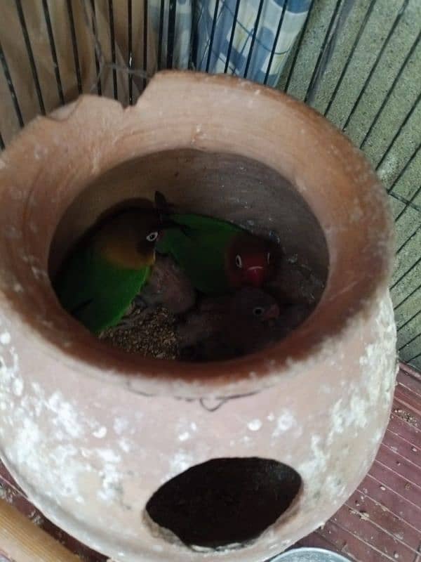 Fisher parrots chicks and breeder pair 2