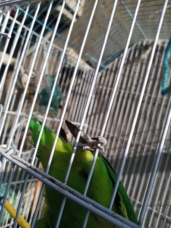 Fisher parrots chicks and breeder pair 3