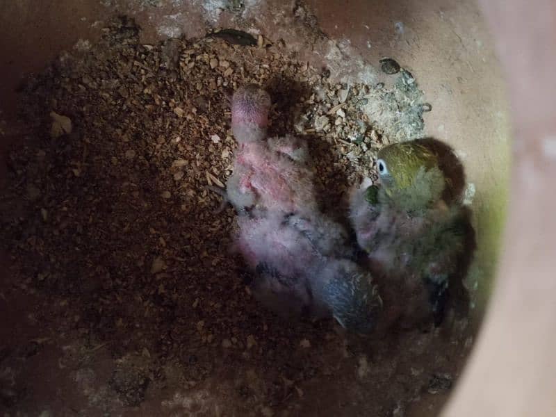 Fisher parrots chicks and breeder pair 4