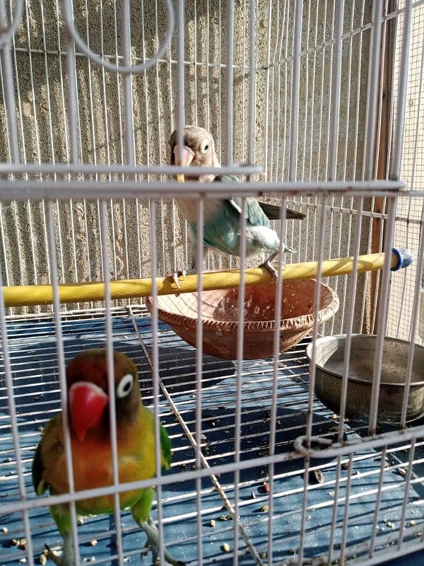 Fisher parrots chicks and breeder pair 6