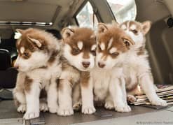 husky puppies 03429703700