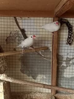 White jawa breeder pair with chicks for sell