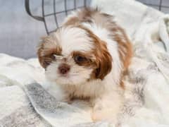 shitzu/puppies shi Tzu/dog shitzu/shitzu puppies