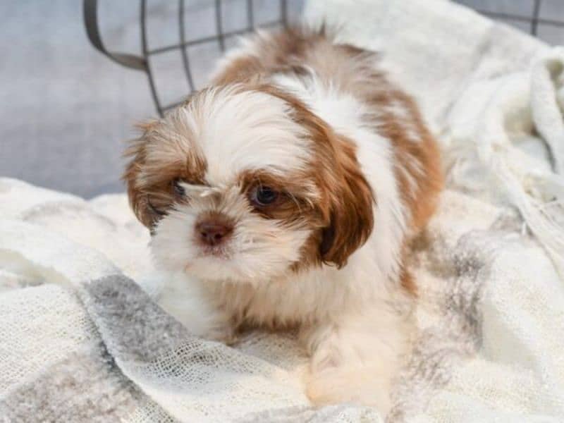 shitzu/puppies shi Tzu/dog shitzu/shitzu puppies 0