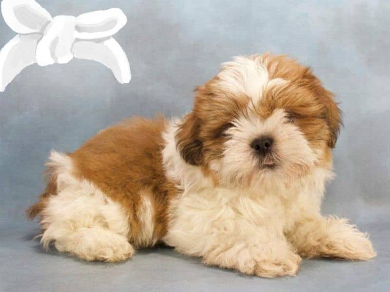 shitzu/puppies shi Tzu/dog shitzu/shitzu puppies 2