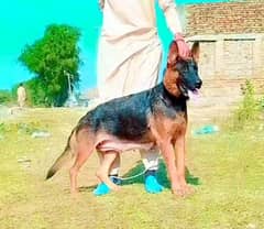 German Shepherd female long cock breeder for sale