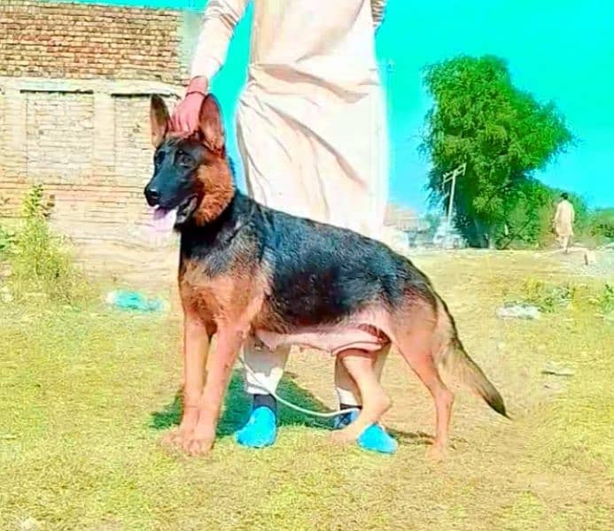 German Shepherd female long cock breeder for sale 1