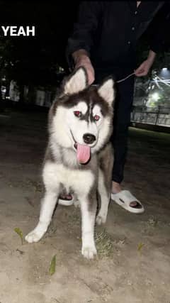 Siberian husky for sale