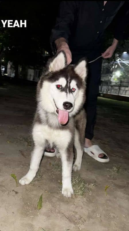 Siberian husky for sale 0