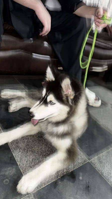 Siberian husky for sale 1