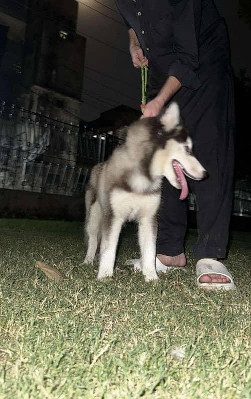 Siberian husky for sale 3