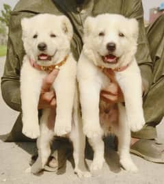 Alabai Dog pair | King Alabai Breed | Alabai Puppies