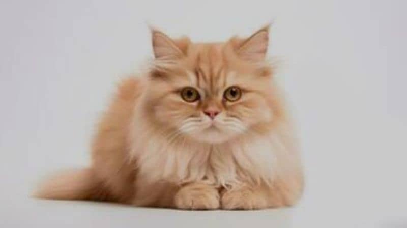 persian cats 2