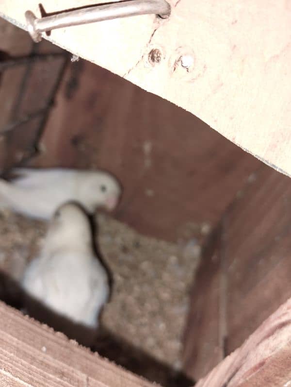 albino and personata two breeder pair for sale 2