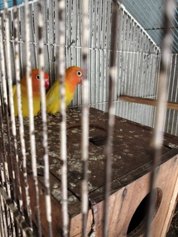 albino and personata two breeder pair for sale 4