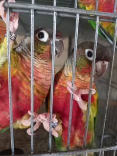 Red factor | conure pairs | parrot |birds