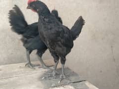 Australorp 40 days old chicks for sale