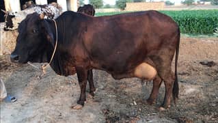 Heavy Cross Breed Cow for Sale