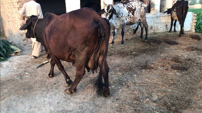 Heavy Cross Breed Cow for Sale 1