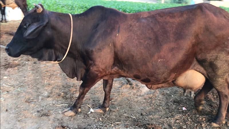 Heavy Cross Breed Cow for Sale 2