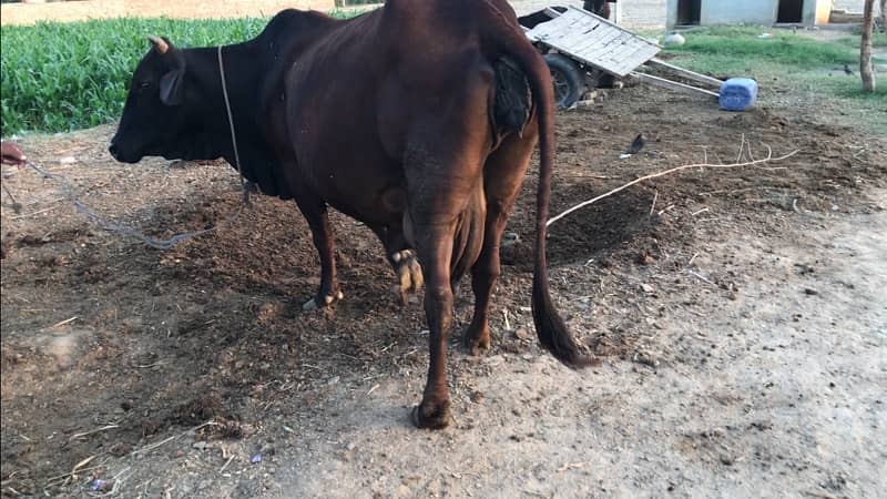 Heavy Cross Breed Cow for Sale 3