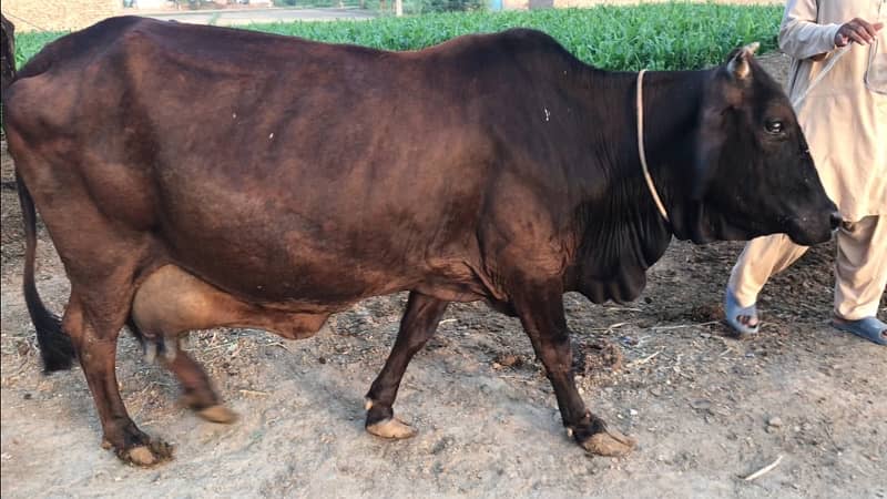 Heavy Cross Breed Cow for Sale 4