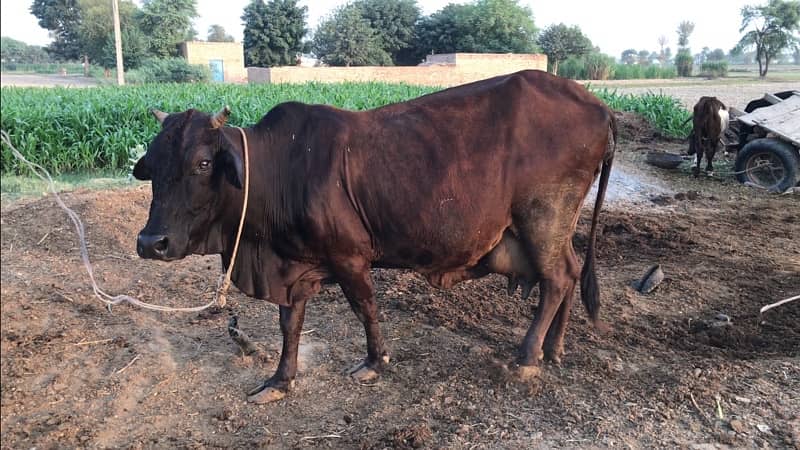 Heavy Cross Breed Cow for Sale 5