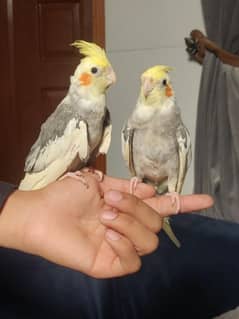 Fully Hand Tame Cockatiel