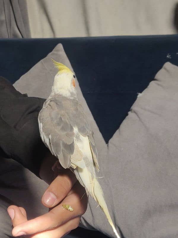 Fully Hand Tame Cockatiel 1