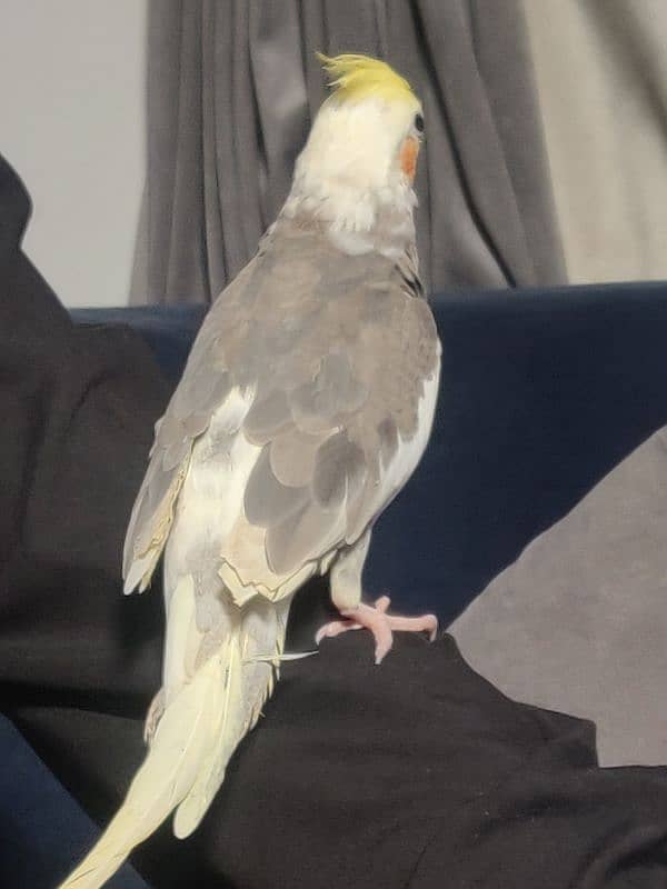 Fully Hand Tame Cockatiel 2