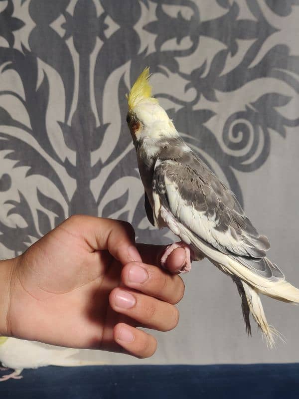 Fully Hand Tame Cockatiel 3