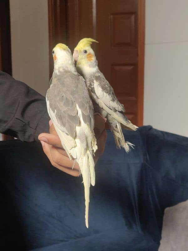 Fully Hand Tame Cockatiel 4