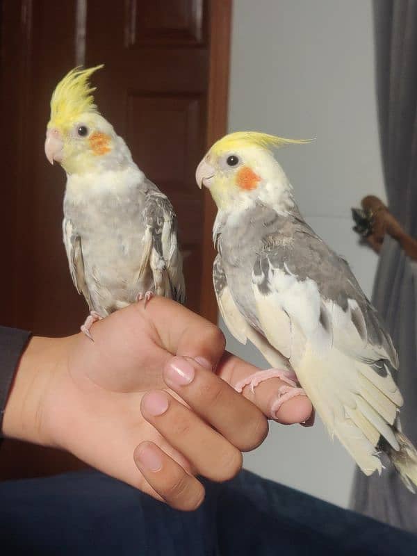 Fully Hand Tame Cockatiel 5