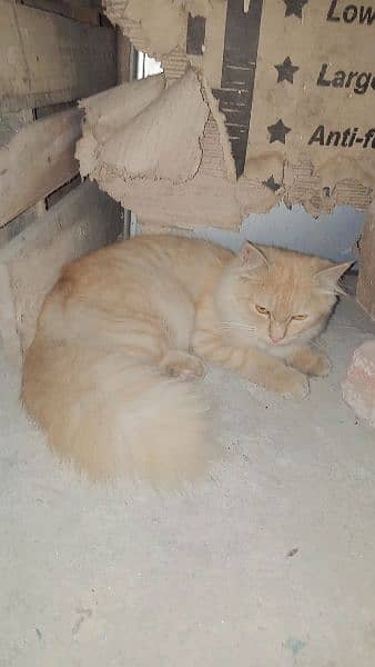 Persian cats 2 females 03084503794 2