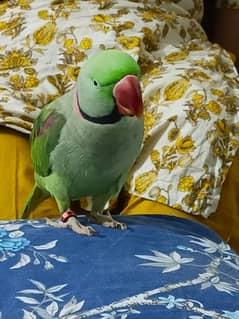 Kashmiri Pahari parrot