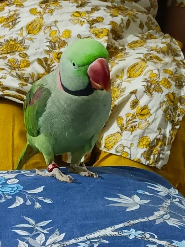 Kashmiri Pahari parrot 0