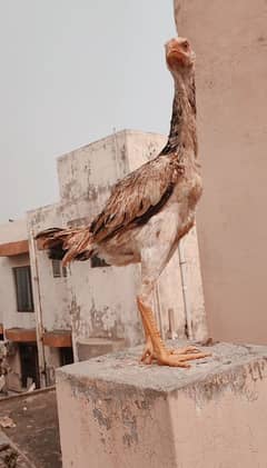 King O Shamoo Female| Shamoo Hen | Aseel Hen | Shamoo | Hen | Golden