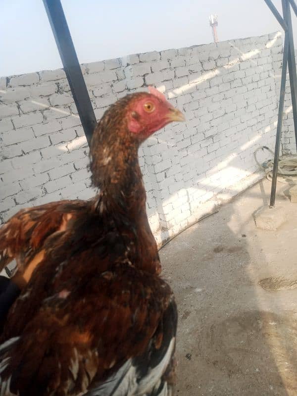 1 breeder make rs 4000 and 3 chuzay pr PC 1500 urgent sale 4