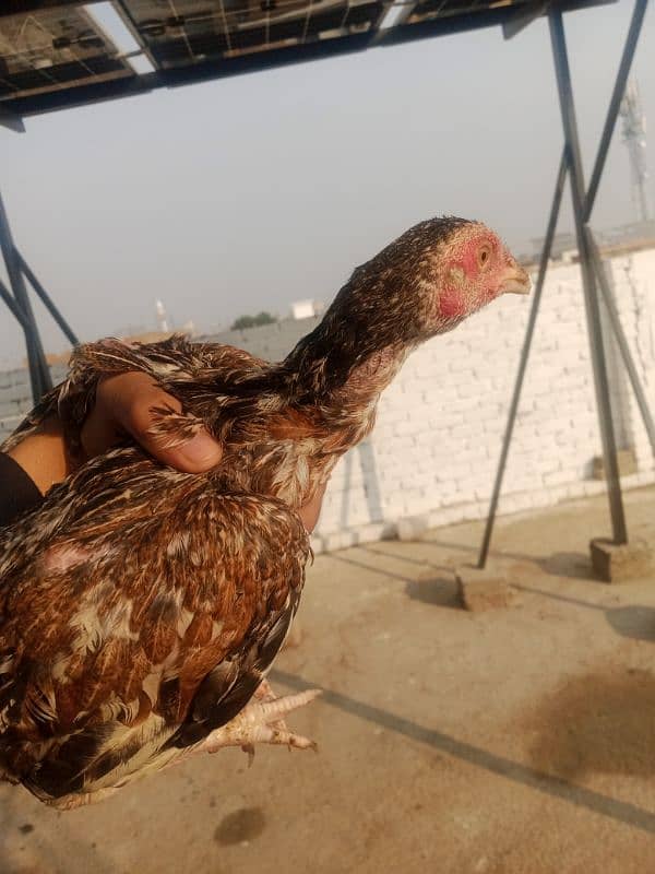 1 breeder make rs 4000 and 3 chuzay pr PC 1500 urgent sale 9