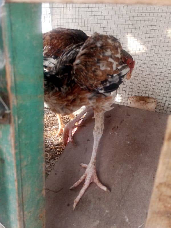 1 breeder make rs 4000 and 3 chuzay pr PC 1500 urgent sale 10