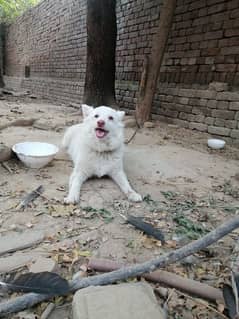 Russian female good condition healthi and save